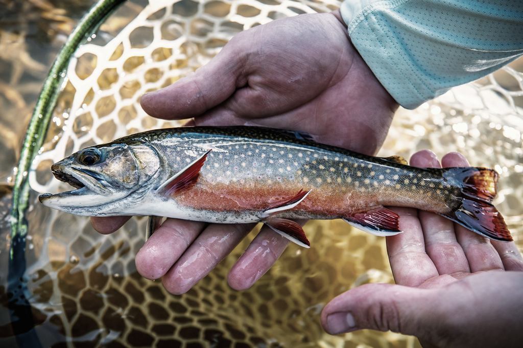 An angler's hands cradling a brightly coloured brook trout above a landing net