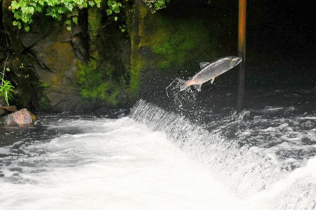 A Pacific salmon leaping up a whitewater cascade on its upstream run